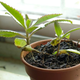 Illustration for article titled Coddled Potted Plant Could Never Make It On Outside